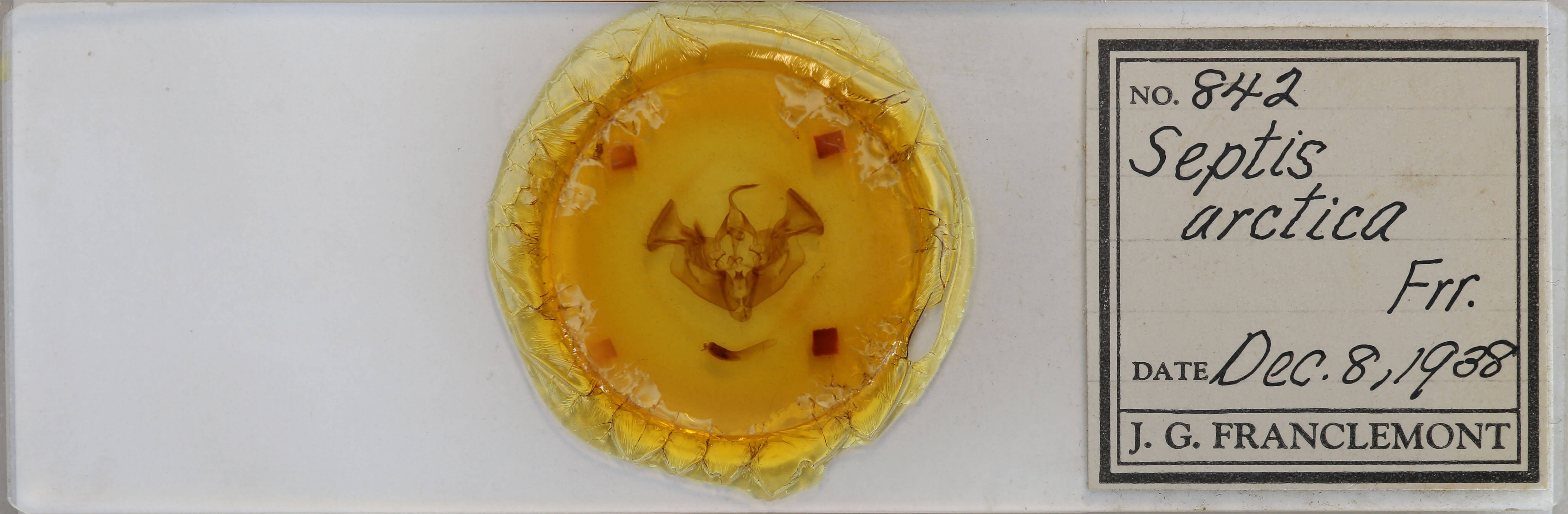 slide view of adult Apamea amputatrix