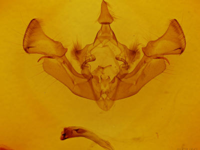 genitalia view of adult Apamea cristata