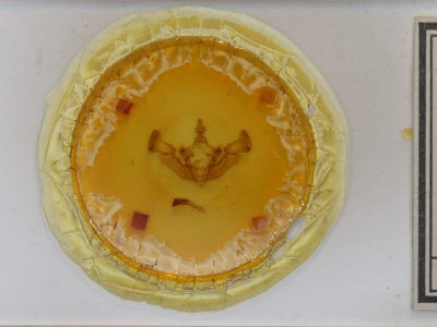 slide view of adult Apamea cristata