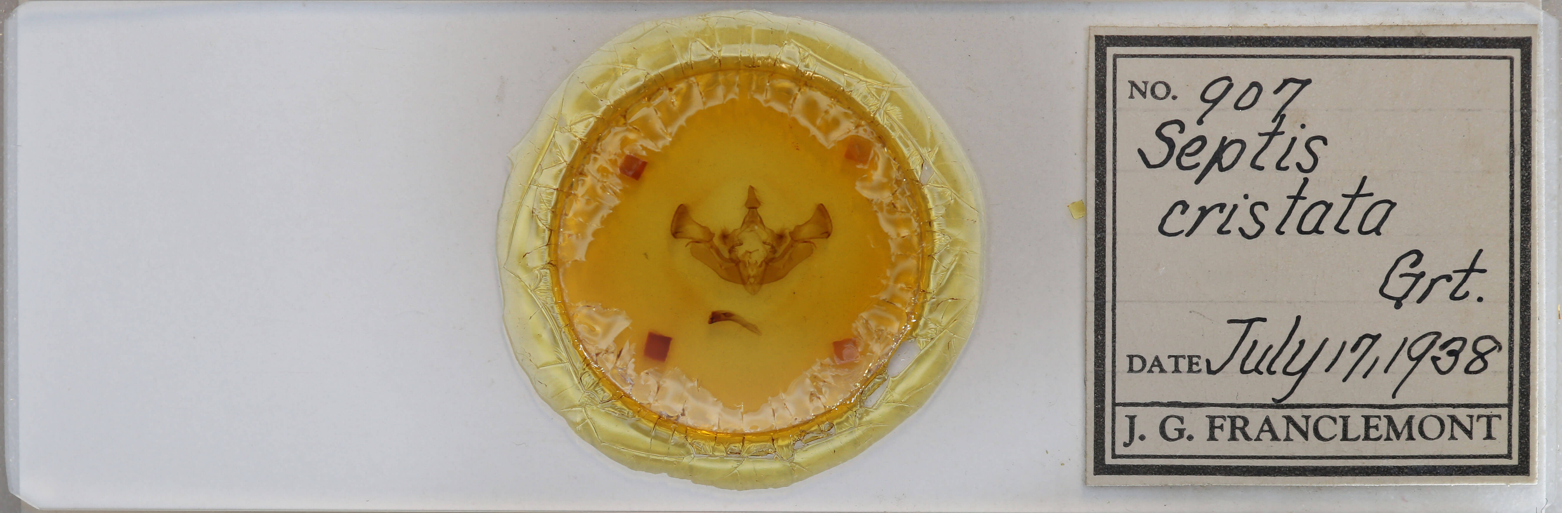 slide view of adult Apamea cristata