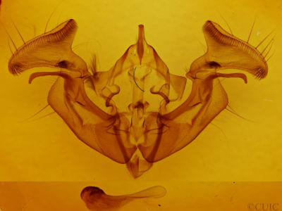 genitalia view of adult Apamea devastator