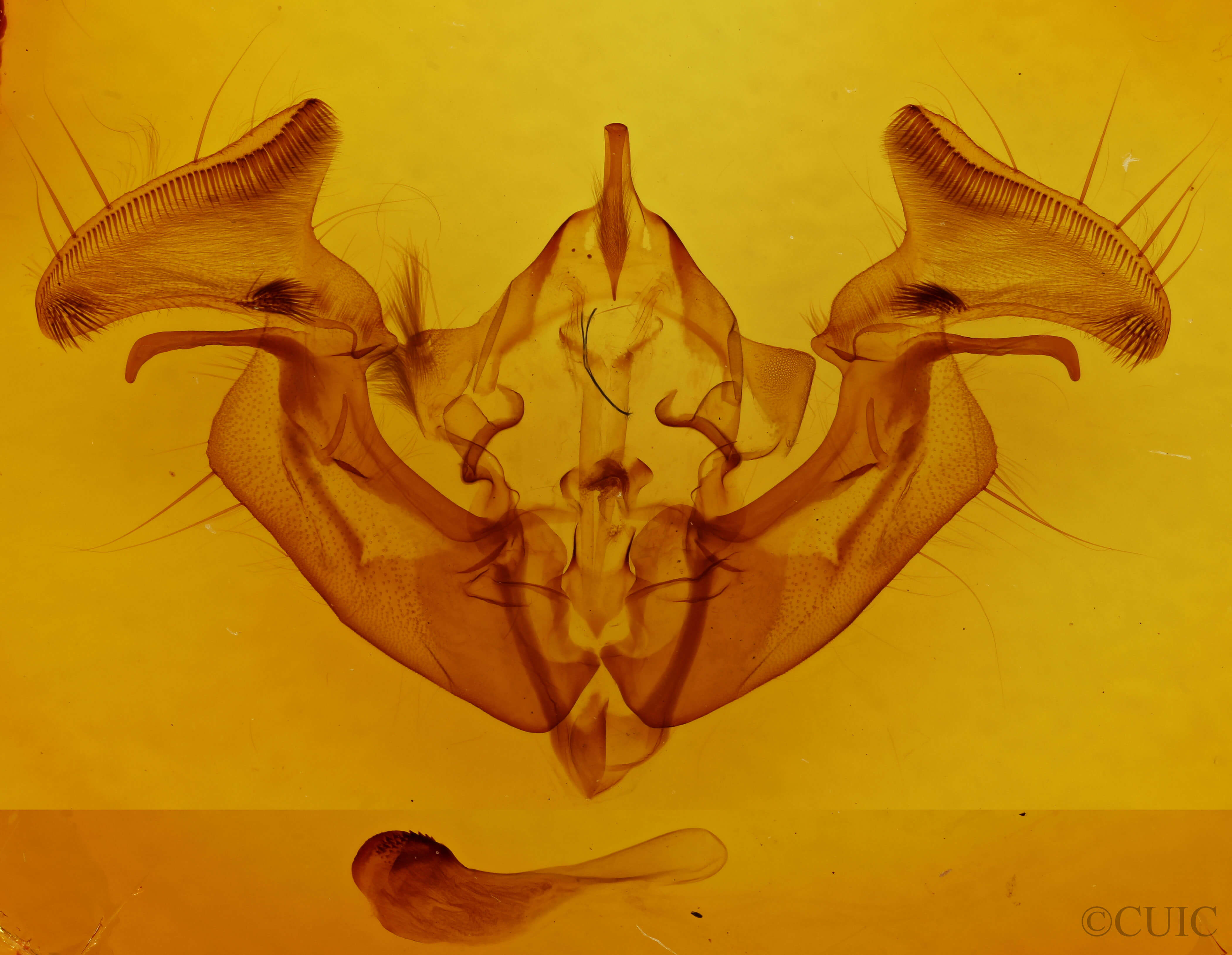 genitalia view of adult Apamea devastator