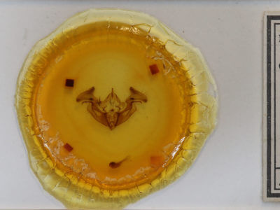 slide view of adult Apamea devastator