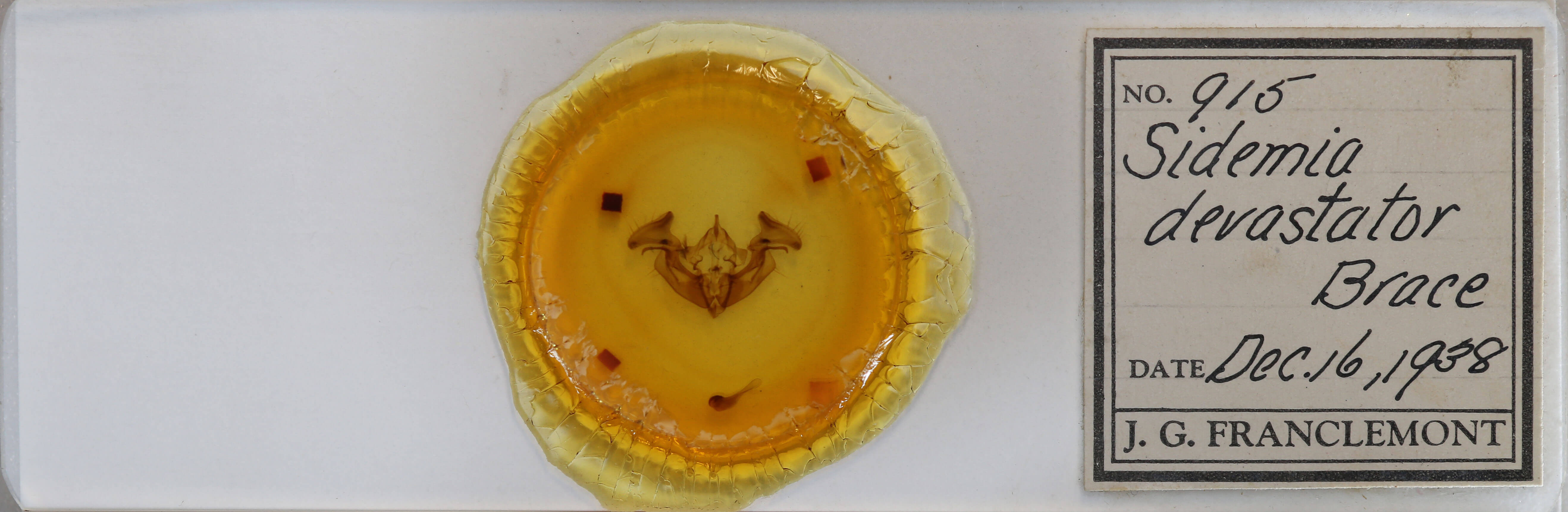 slide view of adult Apamea devastator