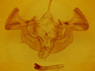genitalia view of adult Apamea impulsa