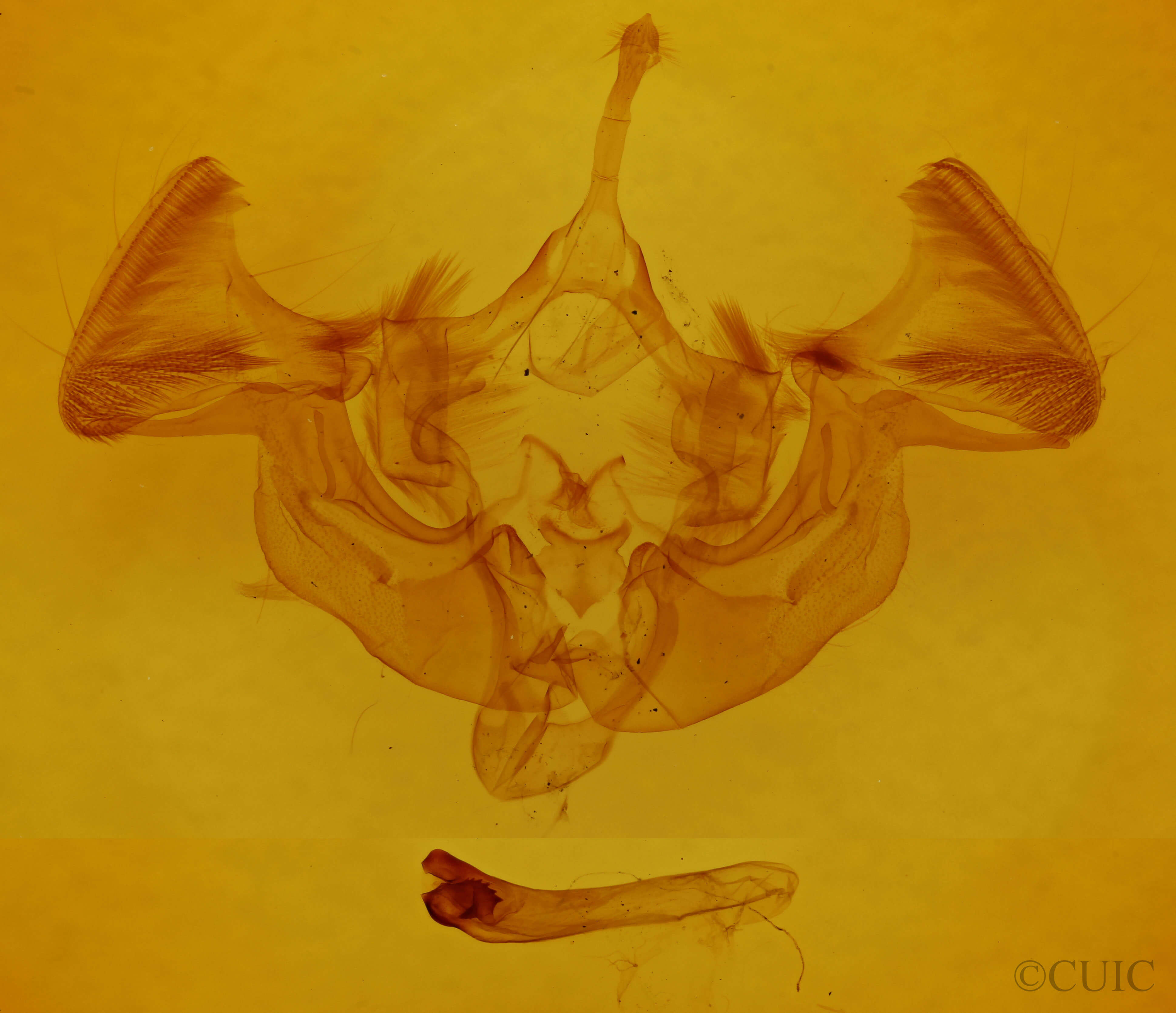 genitalia view of adult Apamea impulsa