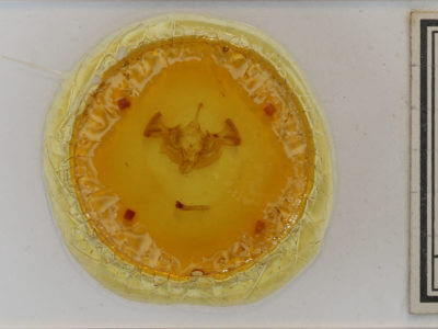 slide view of adult Apamea impulsa