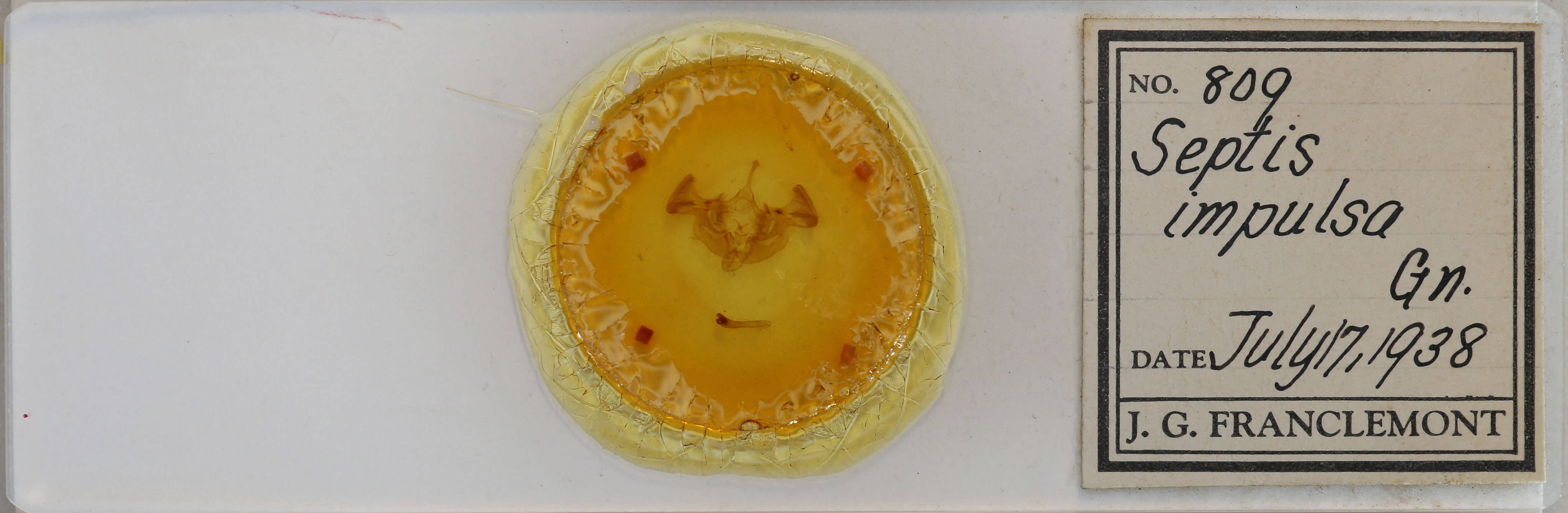 slide view of adult Apamea impulsa