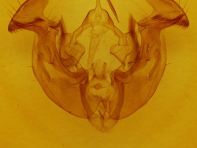 genitalia view of adult Apamea lignicolora