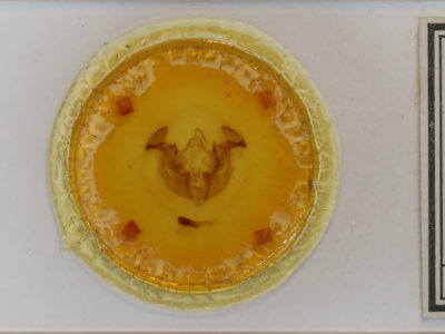 slide view of adult Apamea lignicolora