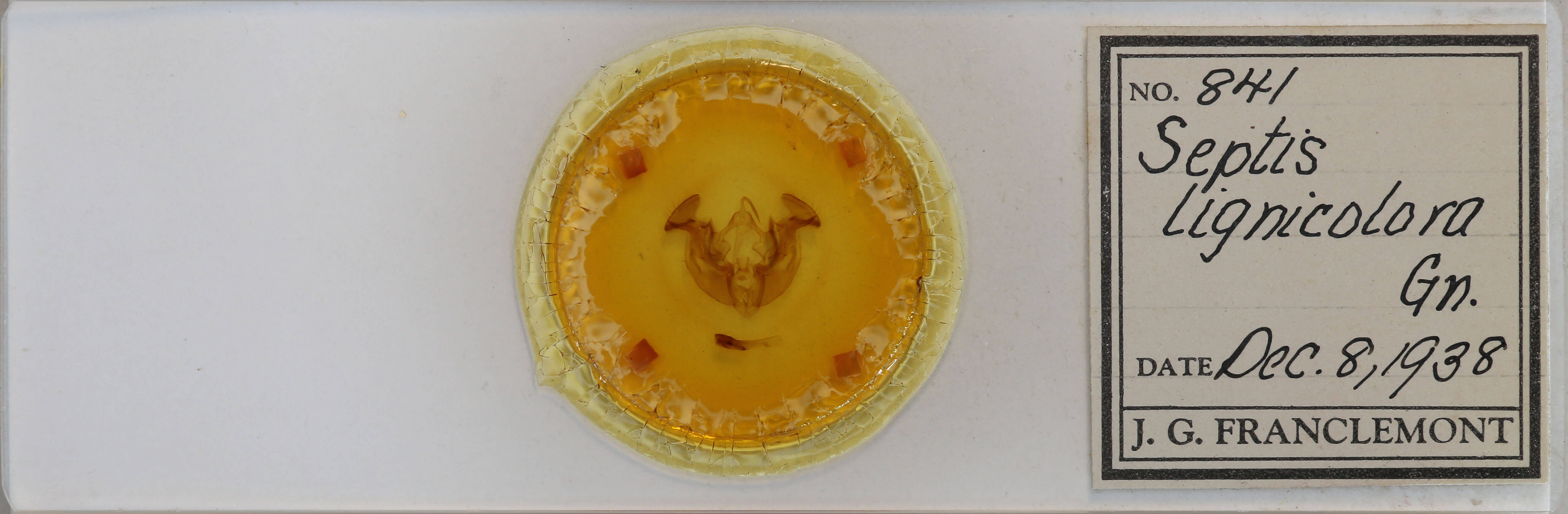 slide view of adult Apamea lignicolora