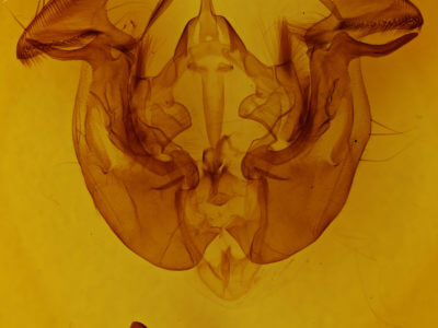 genitalia view of adult Apamea lignicolora