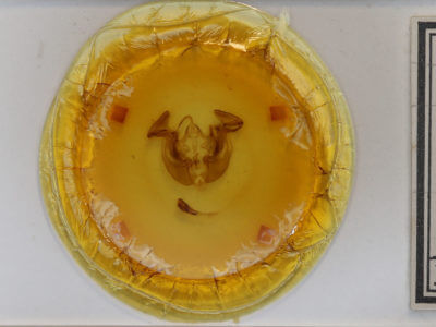 slide view of adult Apamea lignicolora