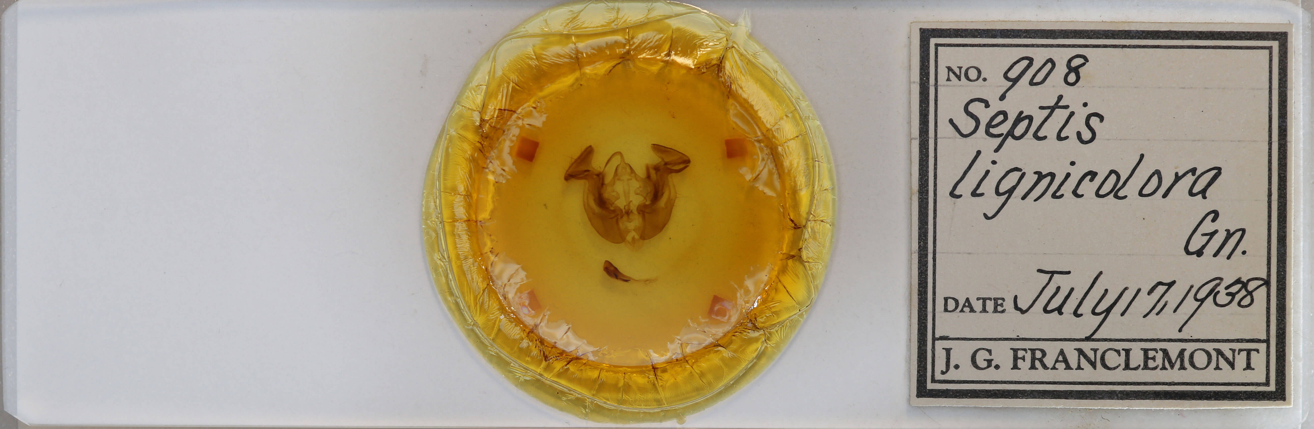 slide view of adult Apamea lignicolora