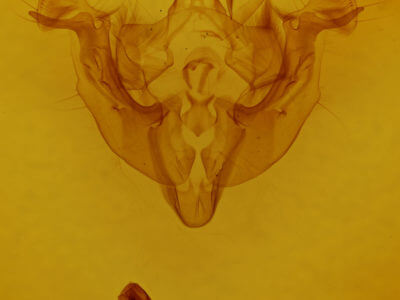 genitalia view of adult Apamea lutosa