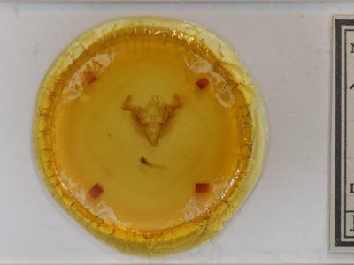 slide view of adult Apamea lutosa