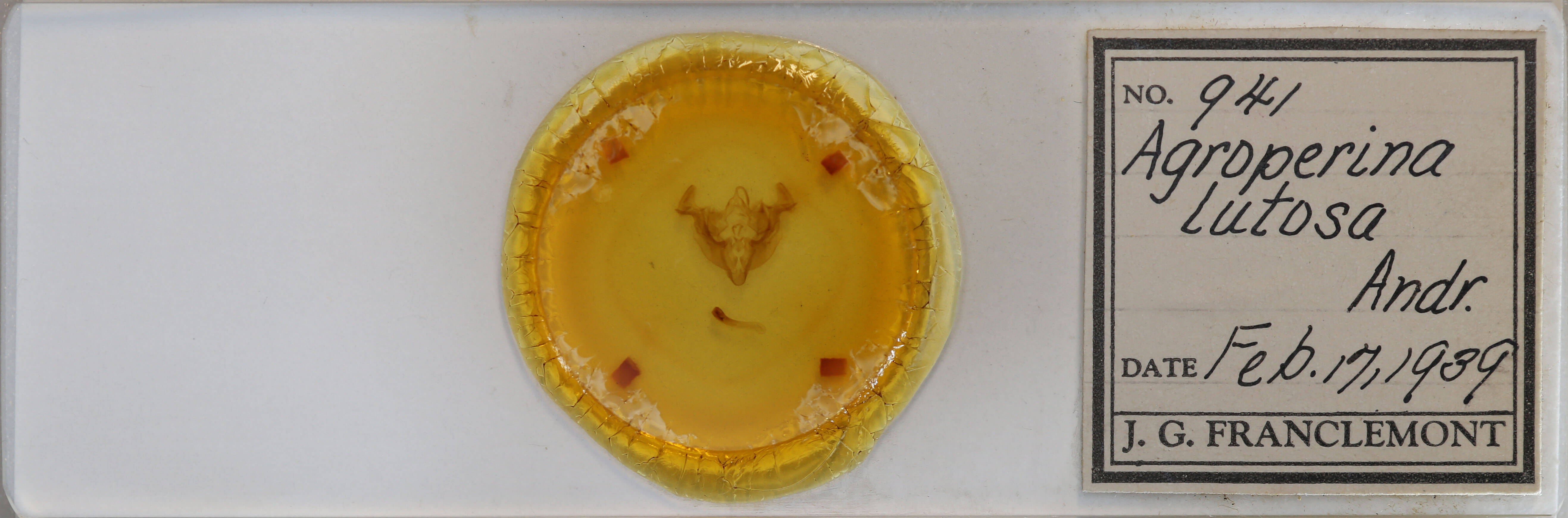 slide view of adult Apamea lutosa