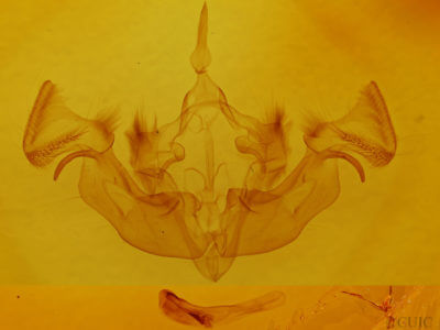 genitalia view of adult Apamea nigrior