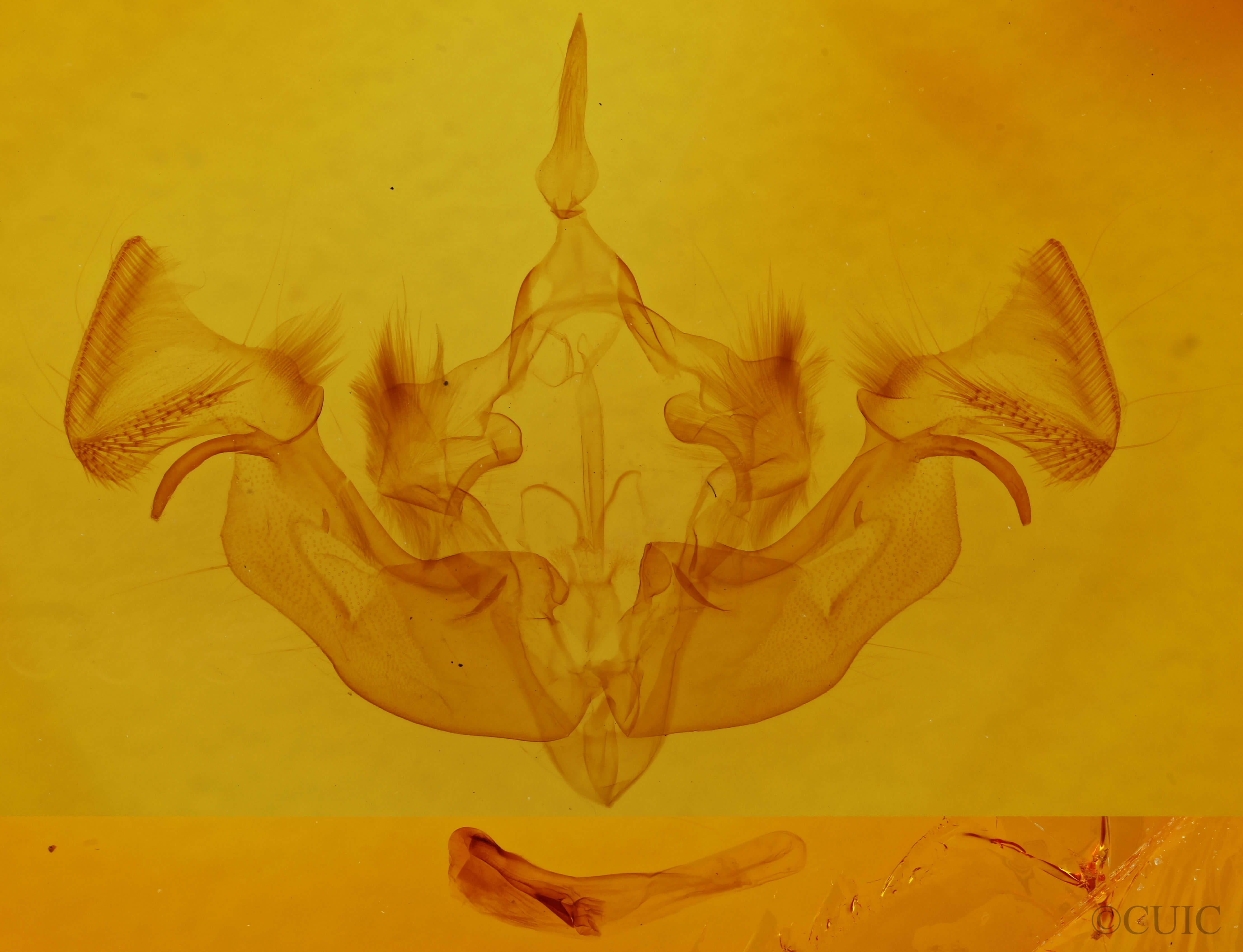 genitalia view of adult Apamea nigrior