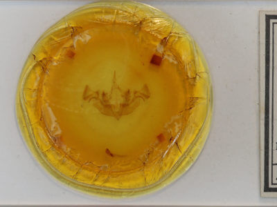 slide view of adult Apamea nigrior