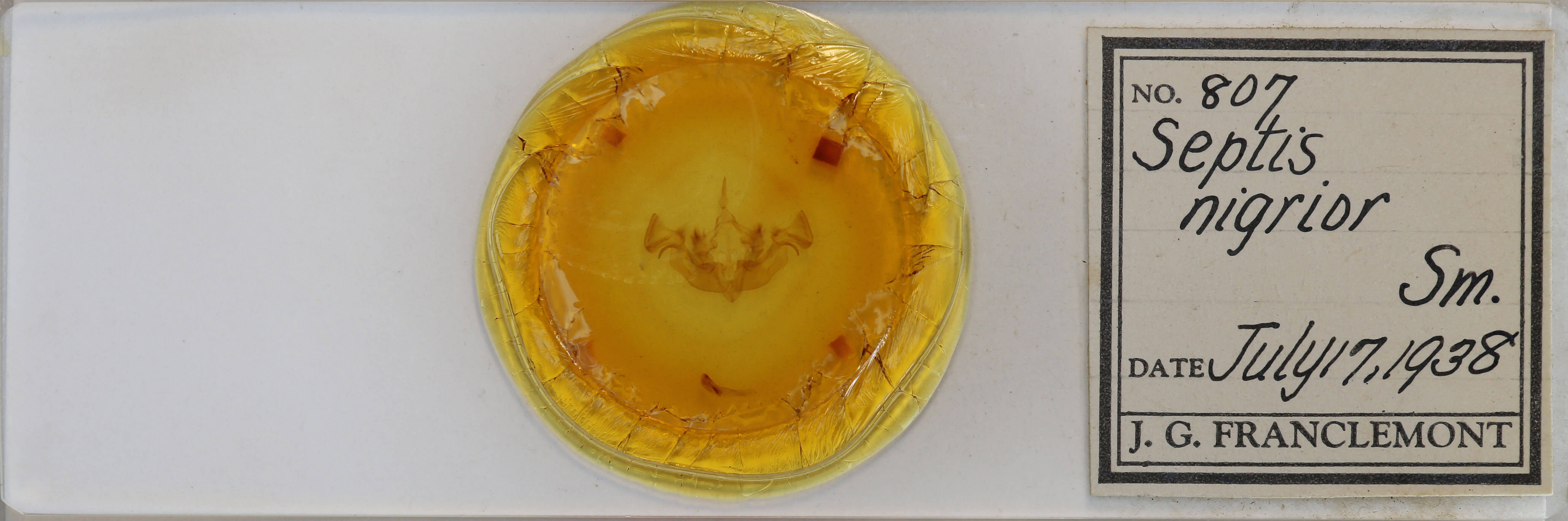 slide view of adult Apamea nigrior