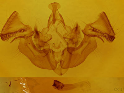 genitalia view of adult Apamea verbascoides