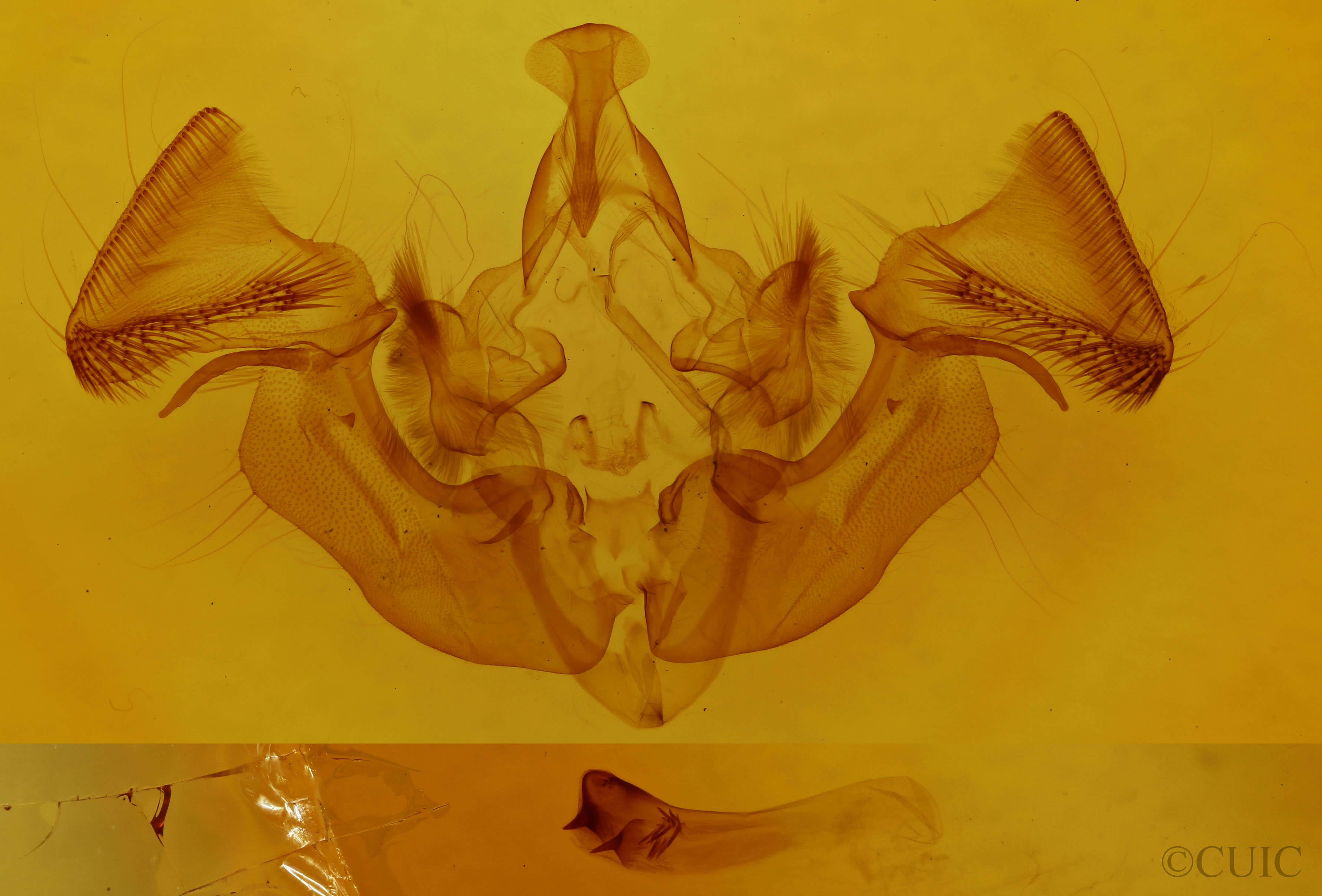 genitalia view of adult Apamea verbascoides