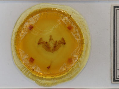 slide view of adult Apamea verbascoides