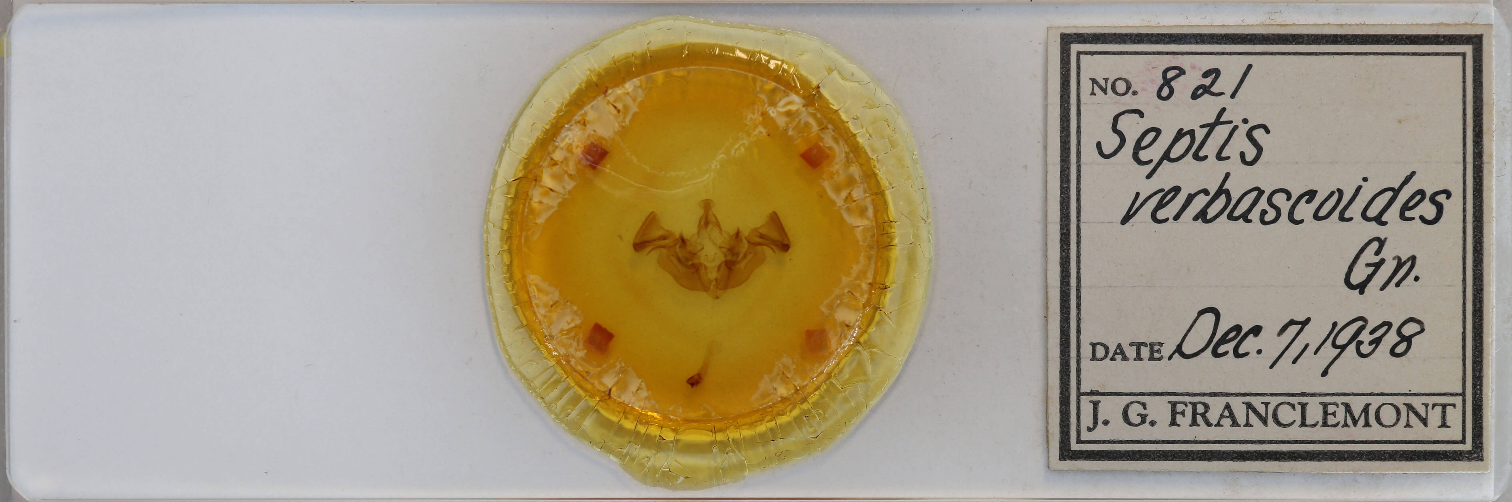 slide view of adult Apamea verbascoides