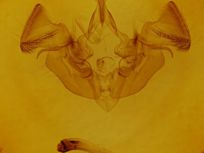 genitalia view of adult Apamea vulgaris