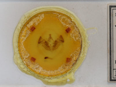 slide view of adult Apamea vulgaris