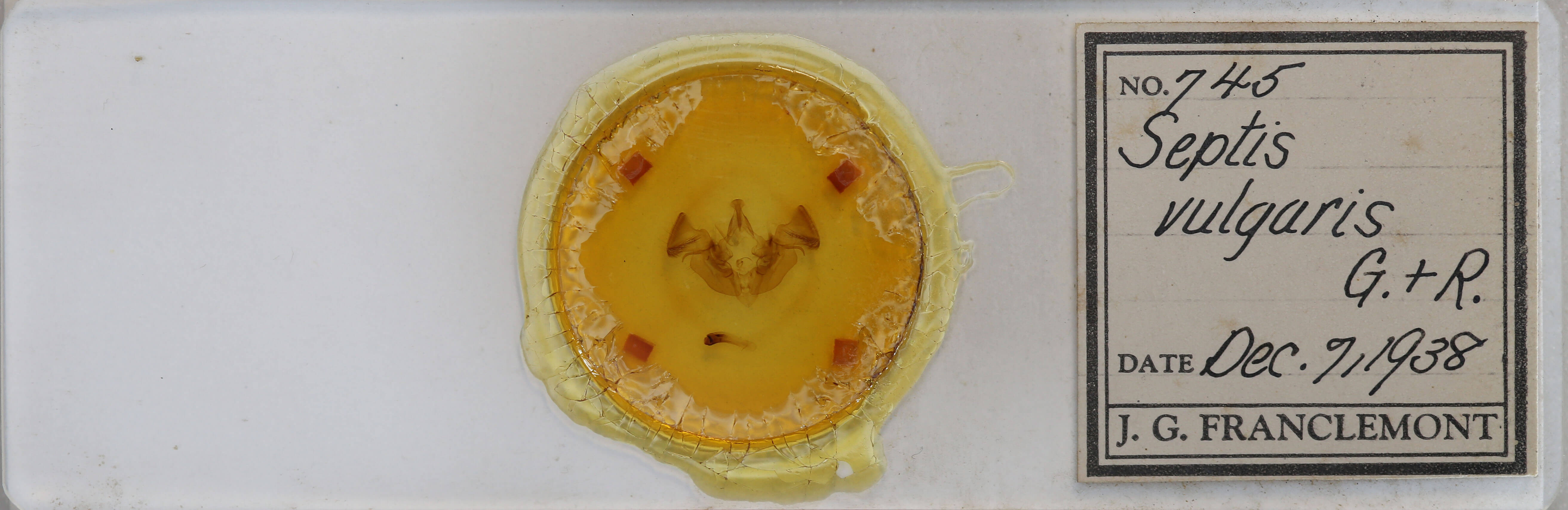 slide view of adult Apamea vulgaris