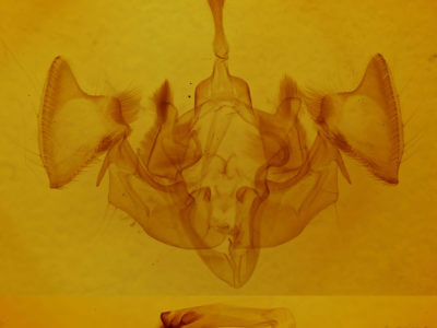 genitalia view of adult Apamea vultuosa