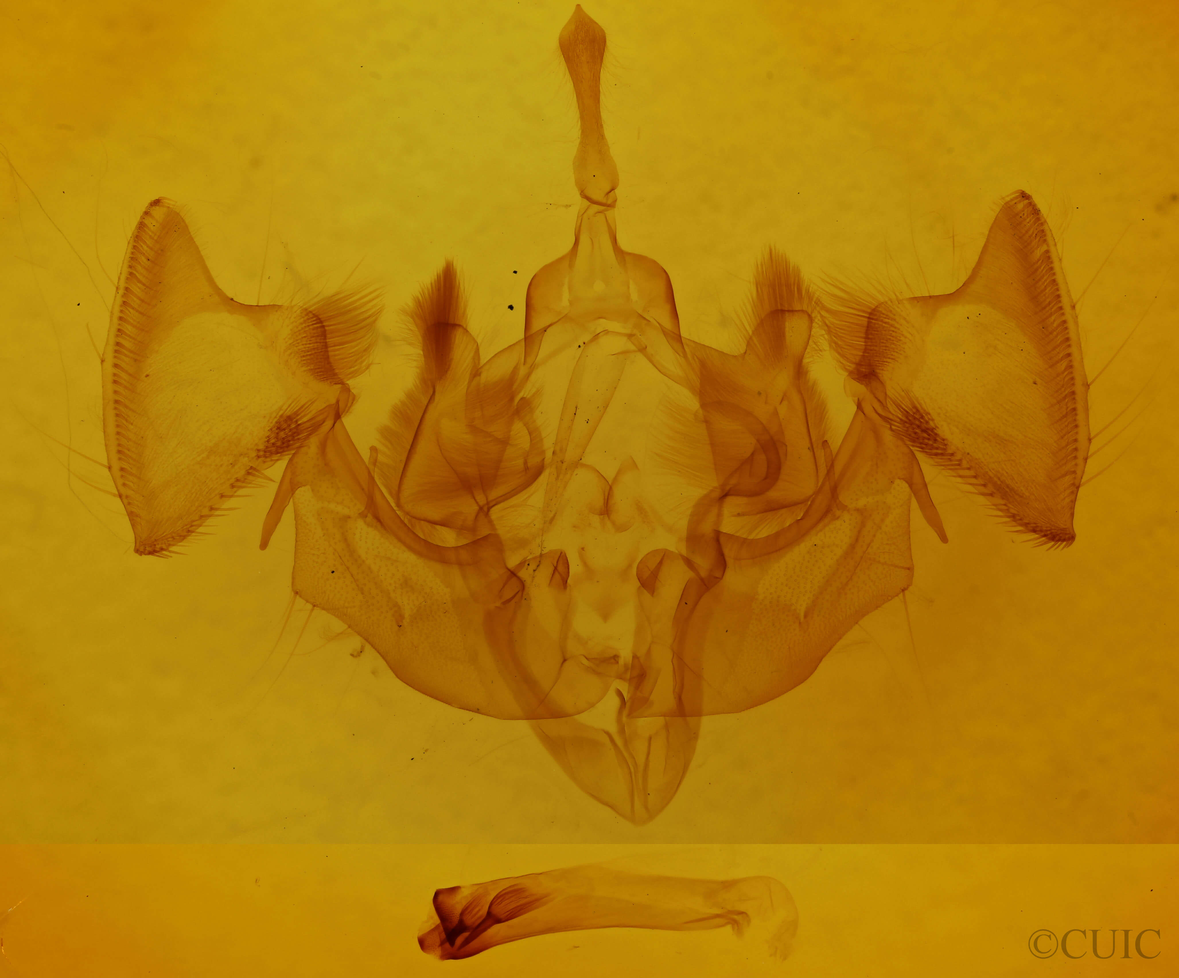 genitalia view of adult Apamea vultuosa