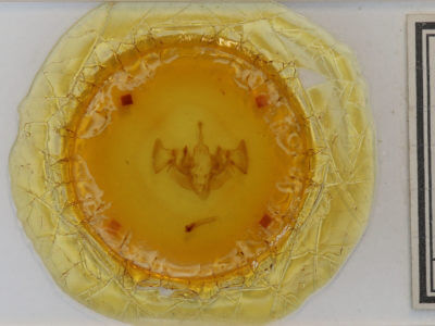 slide view of adult Apamea vultuosa