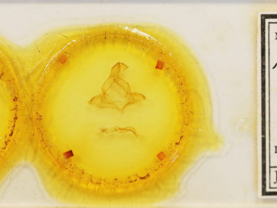 slide view of adult Arhacia lignaris