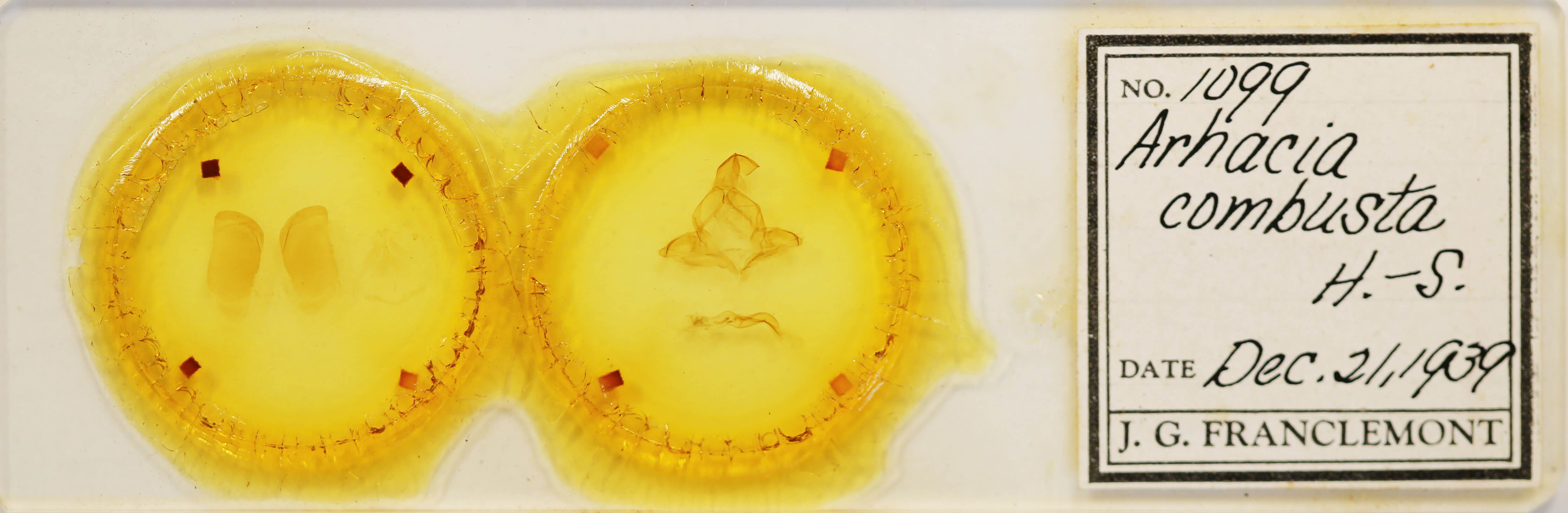 slide view of adult Arhacia lignaris