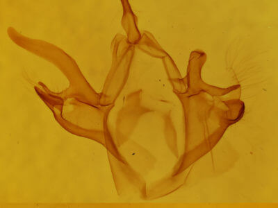 genitalia view of adult Argyrostrotis anilis
