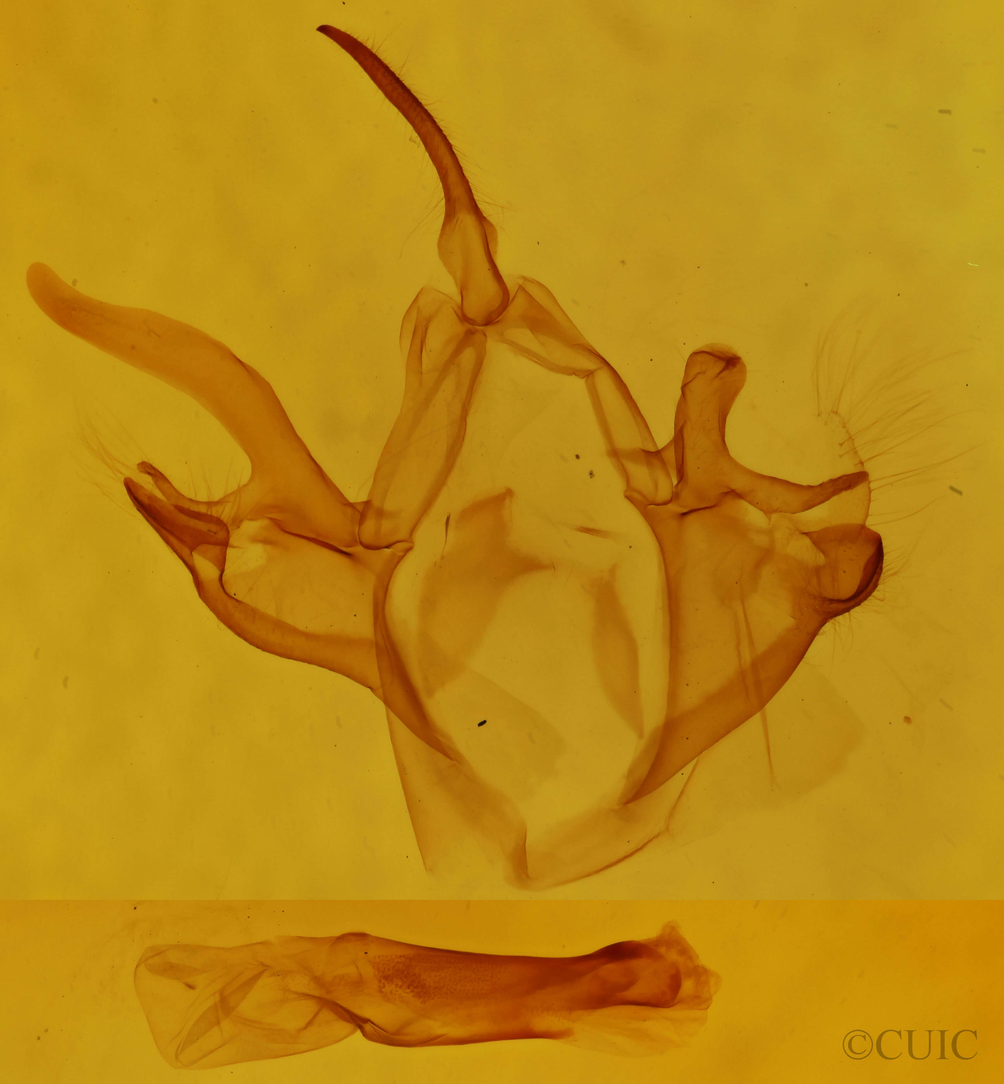 genitalia view of adult Argyrostrotis anilis
