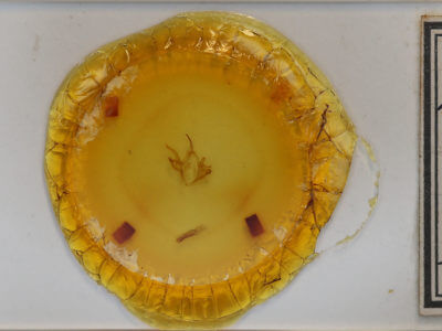 slide view of adult Argyrostrotis anilis