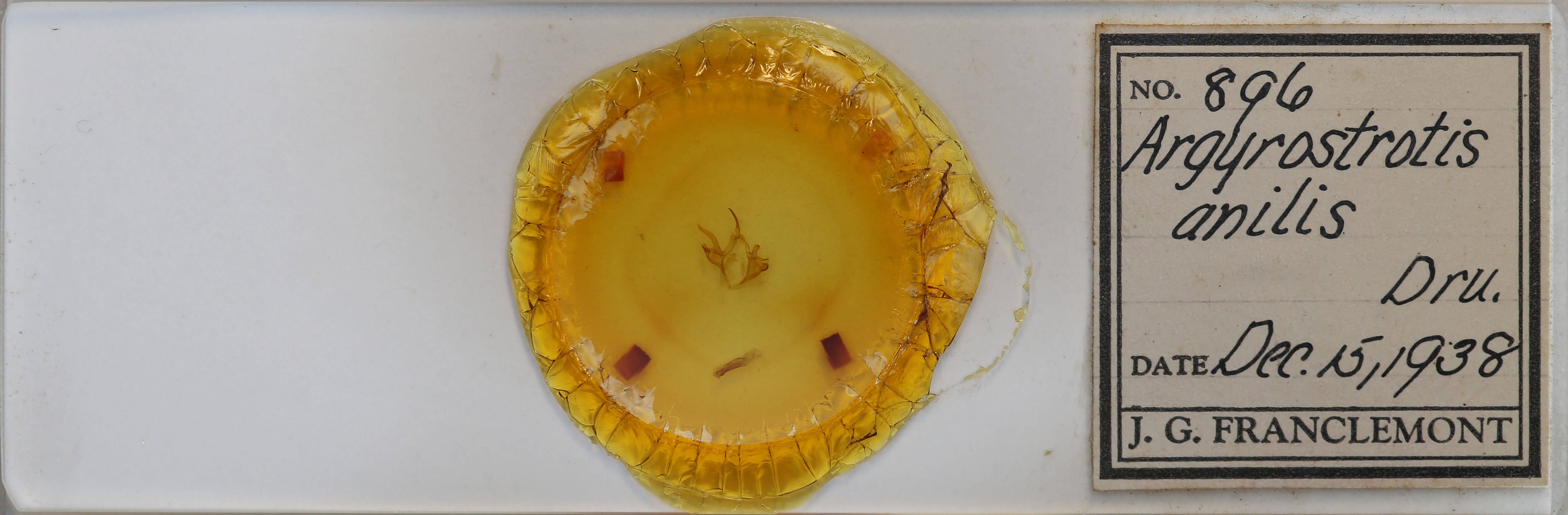 slide view of adult Argyrostrotis anilis