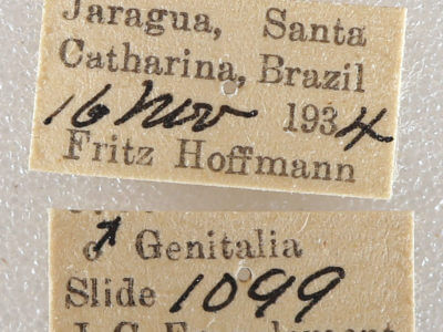 label view of adult Arhacia lignaris