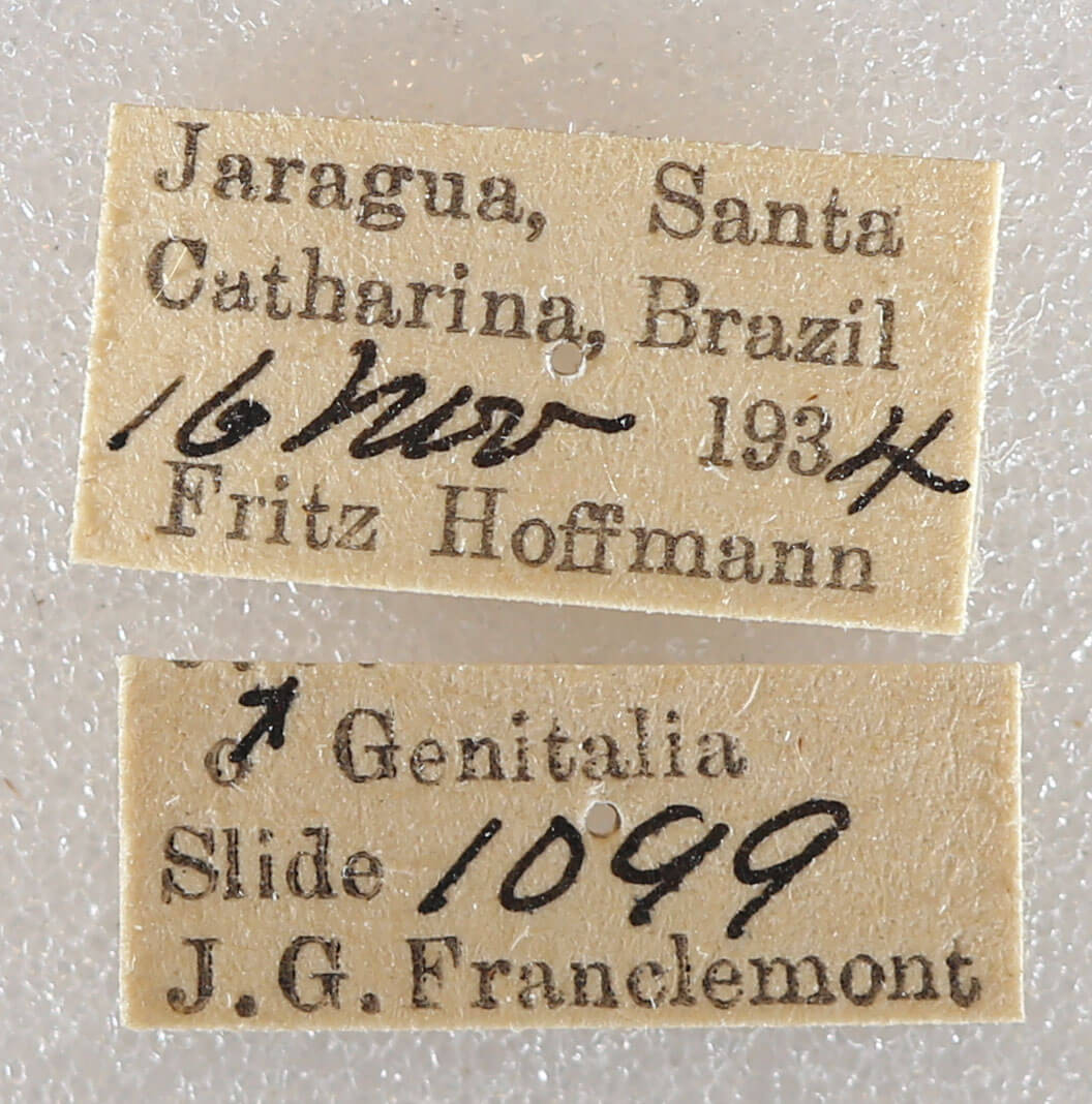 label view of adult Arhacia lignaris