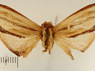 dorsal view of adult Arhacia lignaris
