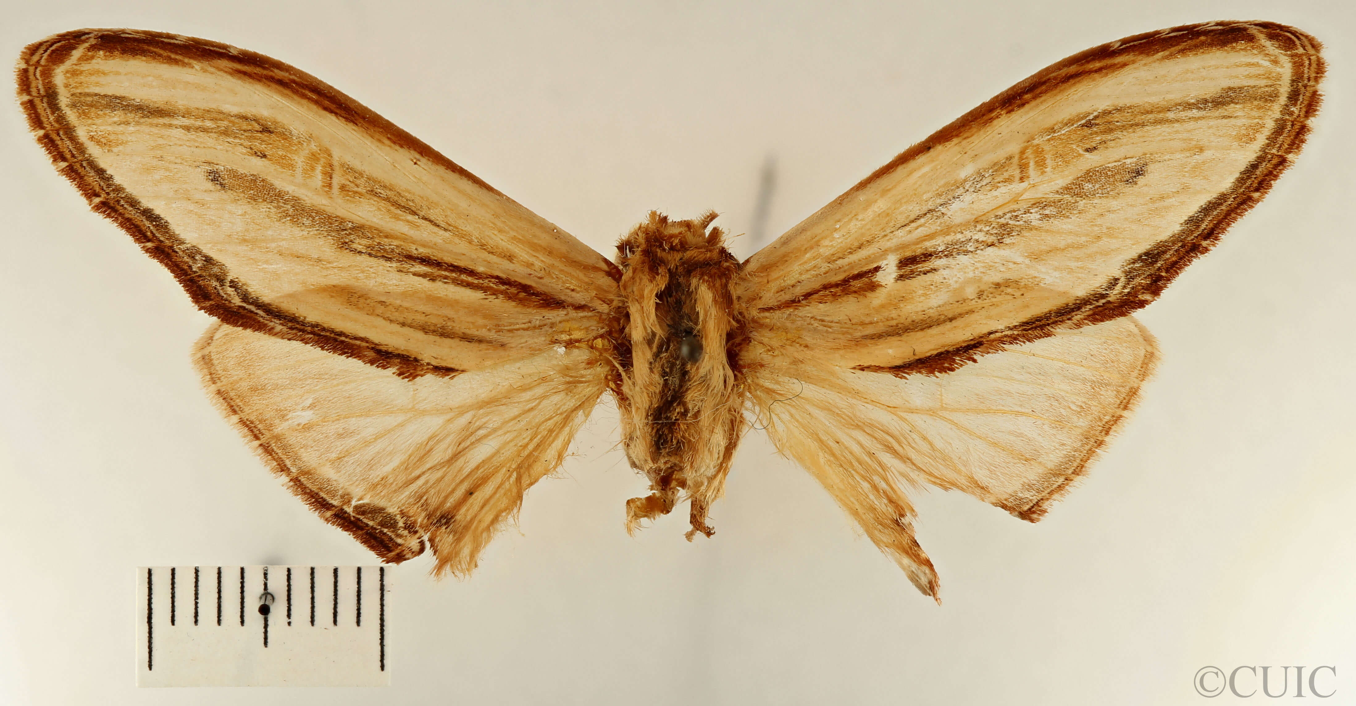 dorsal view of adult Arhacia lignaris