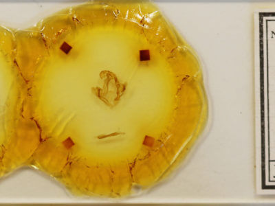 slide view of adult Arhacia combusta