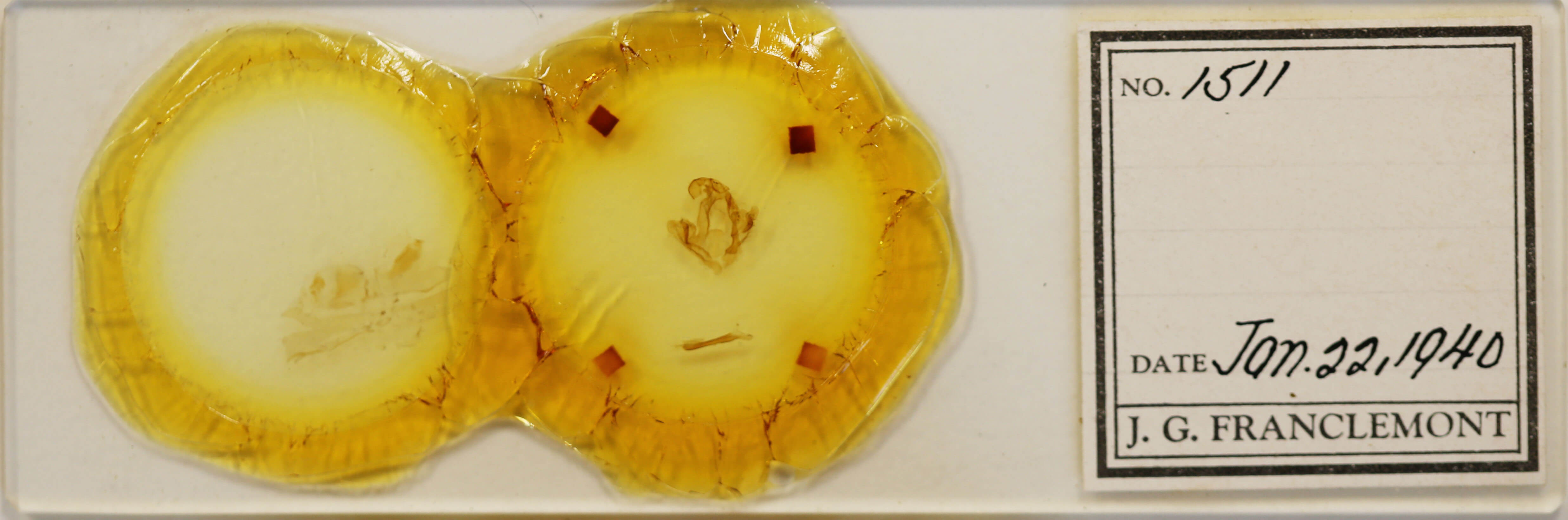 slide view of adult Arhacia combusta