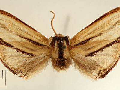 dorsal view of adult Arhacia combusta