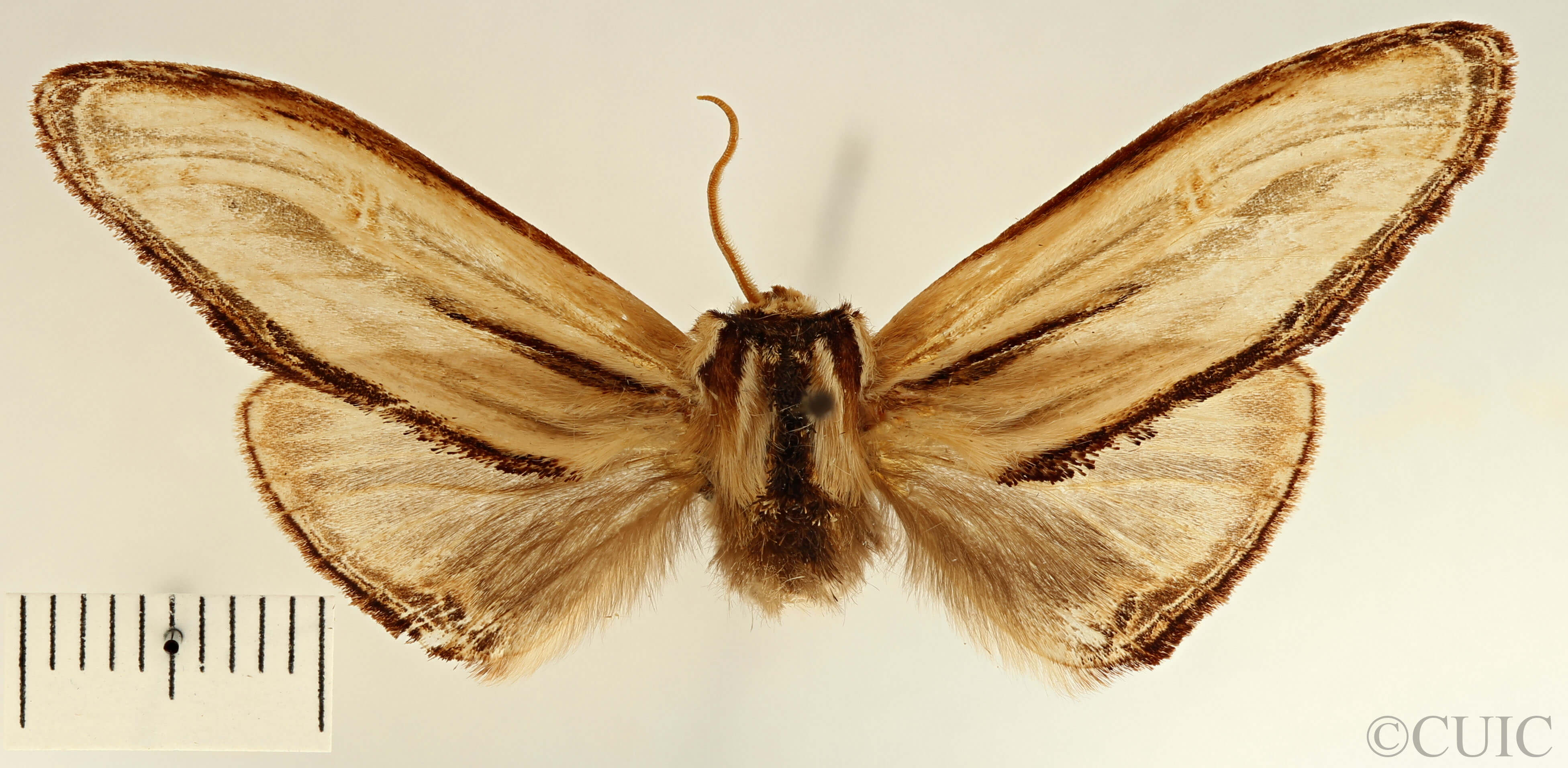 dorsal view of adult Arhacia combusta