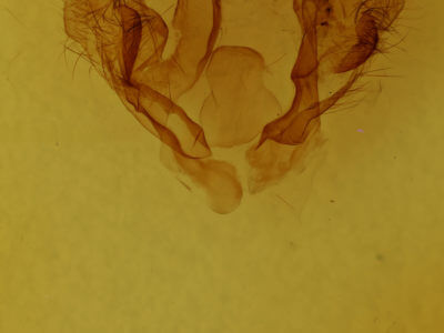 genitalia view of adult Arhacia combusta
